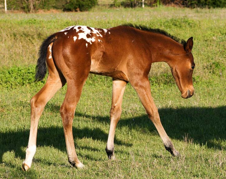 2008 colt, Charicature x Chocolate Invitation by Invitational, pictured April 2008.