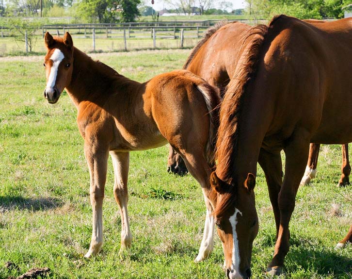 2008 colt, Illustrator x Precise Clu pictured April 2008.