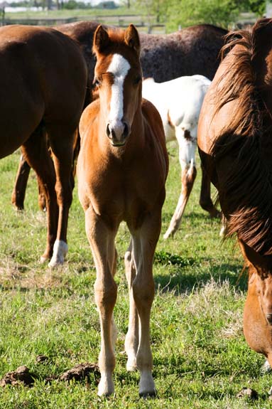 2008 colt, Illustrator x Precise Clu pictured April 2008.