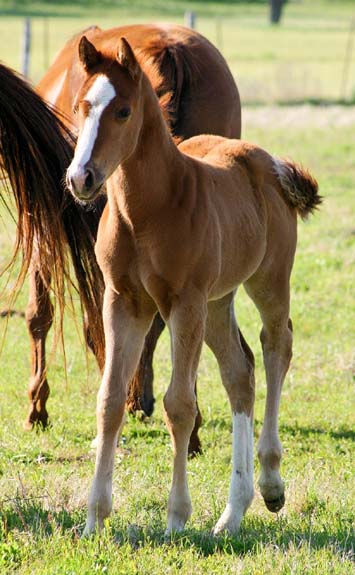2008 colt, Illustrator x Precise Clu pictured April 2008.