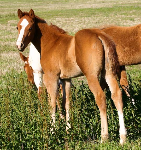 2008 colt, Illustrator x Precise Clu pictured April 2008.