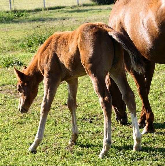 2008 colt, Illustrator x Precise Clu pictured April 2008.