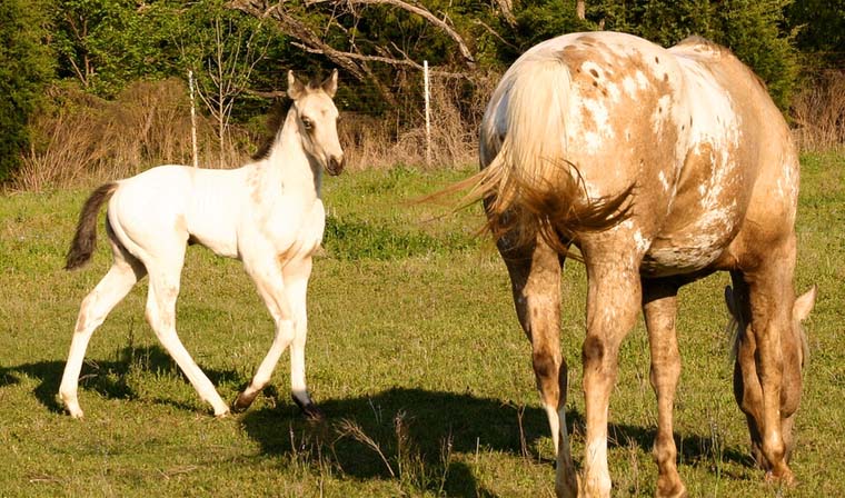 2008 colt, Illustrator x Shes Way Cool, pictured April 2008.