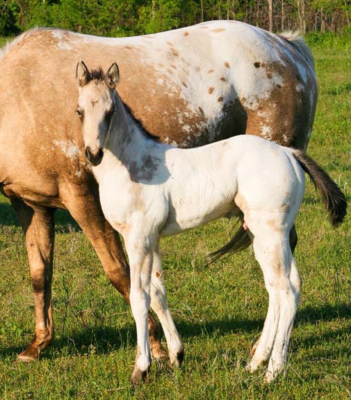 2008 colt, Illustrator x Shes Way Cool, pictured April 2008.