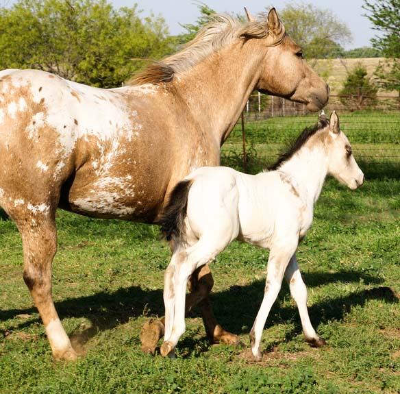 2008 colt, Illustrator x Shes Way Cool, pictured April 2008.