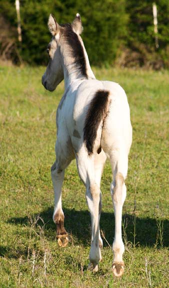 2008 colt, Illustrator x Shes Way Cool, pictured April 2008.