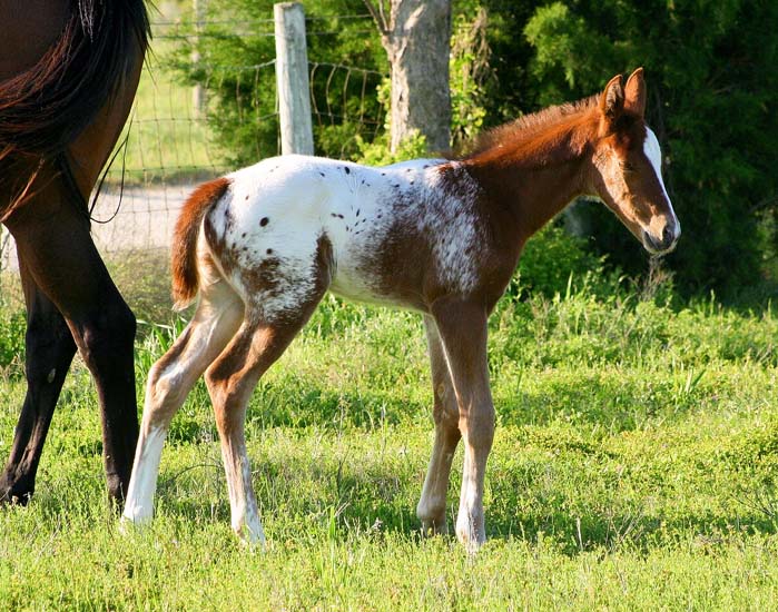 2008 colt, Invitational x Zippos Specialty by All Hands On Zip, pictured April 2008.