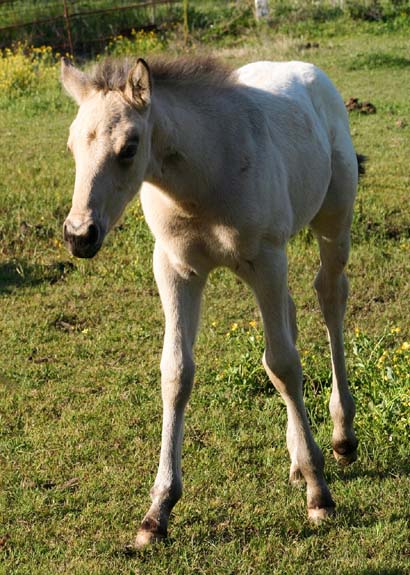 2008 colt, Illustrator x Invitation To Rock by Invitational, pictured April 2008.