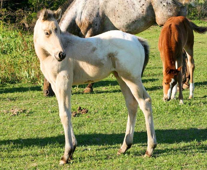 2008 colt, Illustrator x Invitation To Rock by Invitational, pictured April 2008.