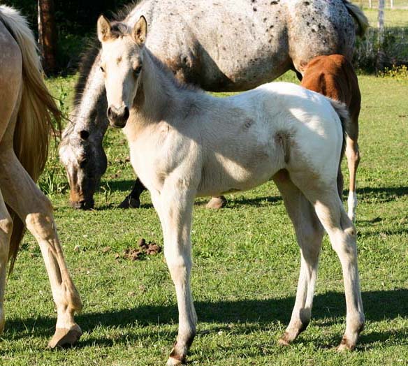 2008 colt, Illustrator x Invitation To Rock by Invitational, pictured April 2008.