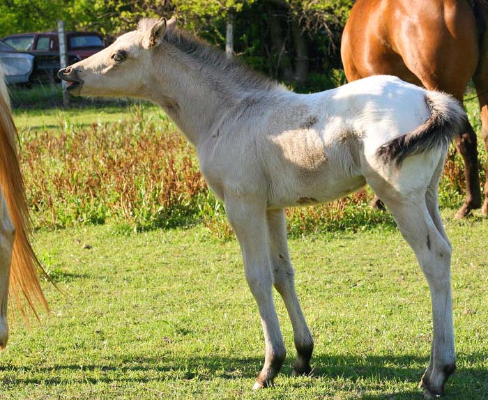 2008 colt, Illustrator x Invitation To Rock by Invitational, pictured April 2008.