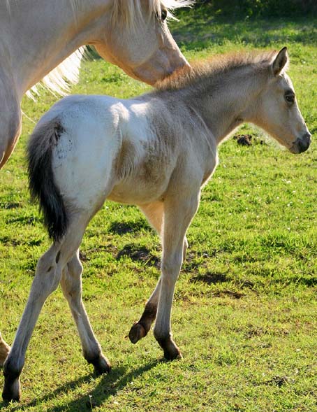 2008 colt, Illustrator x Invitation To Rock by Invitational, pictured April 2008.