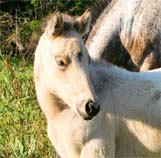 2008 Illustrator Colt pictured April 2008.