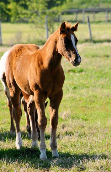 2008 filly, Invitational x Miss Diversity by Diversified (AQHA), pictured April 2008.