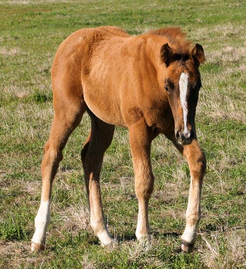 2008 filly, Invitational x Miss Diversity by Diversified (AQHA), pictured April 2008.