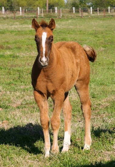 2008 filly, Invitational x Miss Diversity by Diversified (AQHA), pictured April 2008.