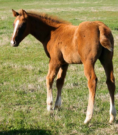 2008 filly, Invitational x Miss Diversity by Diversified (AQHA), pictured April 2008.