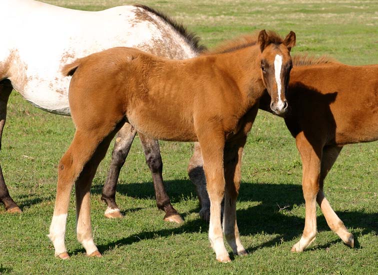 2008 filly, Invitational x Miss Diversity by Diversified (AQHA), pictured April 2008.