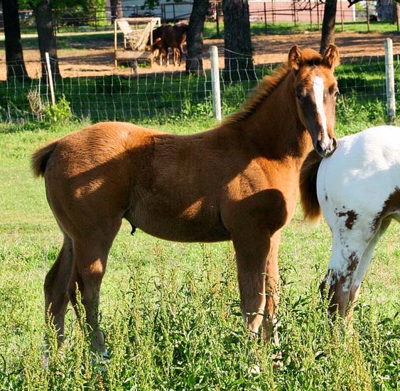 2008 filly, Invitational x Miss Diversity by Diversified (AQHA), pictured April 2008.