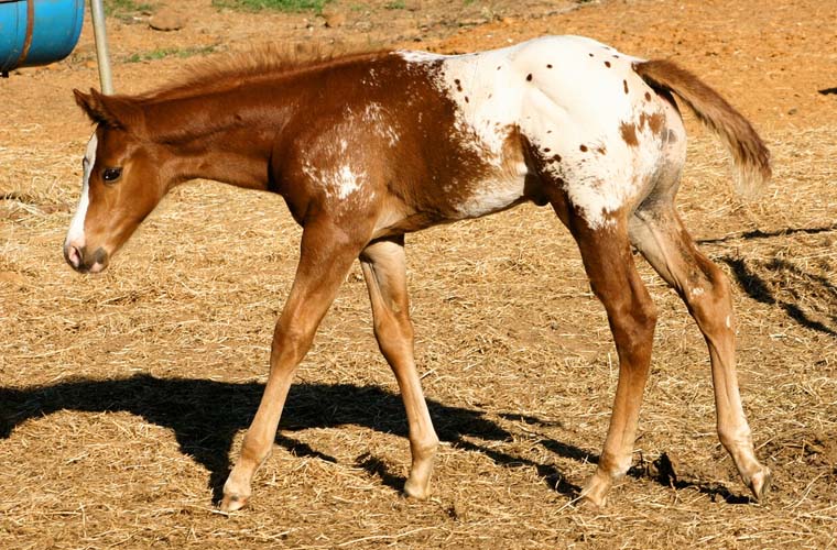 2008 colt, Illustrator x Shes A Fancy Exec Clu pictured April 2008.