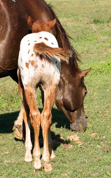 2008 colt, Illustrator x Shes A Fancy Exec Clu pictured April 2008.