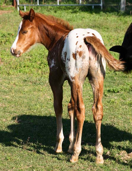 2008 colt, Illustrator x Shes A Fancy Exec Clu pictured April 2008.