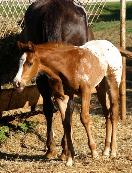 2008 colt, Illustrator x Shes A Fancy Exec Clu pictured April 2008.