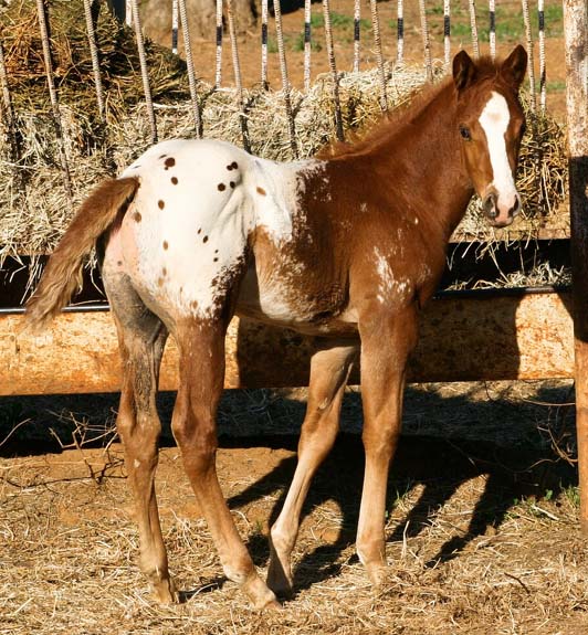 2008 colt, Illustrator x Shes A Fancy Exec Clu pictured April 2008.