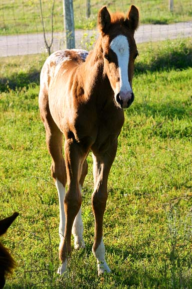 2008 gelding, Illustrator x Designers Pride by Designer Series, pictured April 2008.