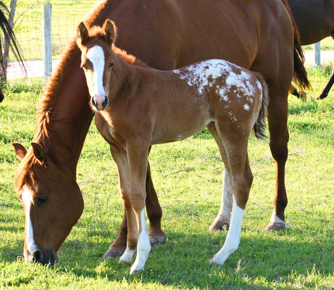 2008 gelding, Illustrator x Designers Pride by Designer Series, pictured April 2008.
