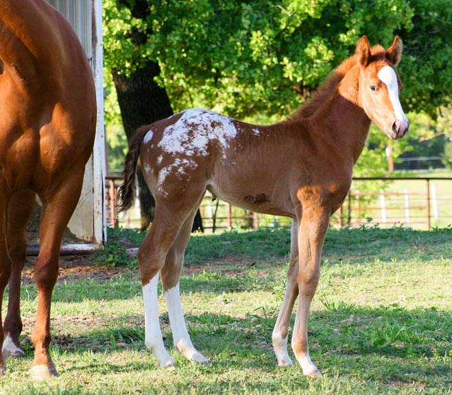 2008 gelding, Illustrator x Designers Pride by Designer Series, pictured April 2008.