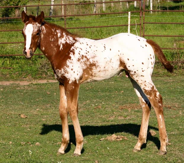2008 colt, Charicature x The Hittress by Designated Hitter, pictured April 2008.