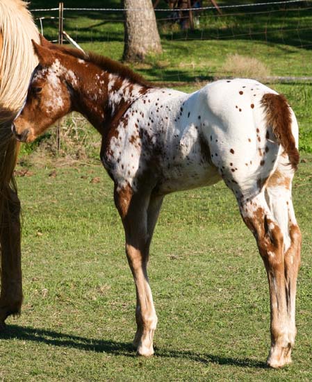 2008 colt, Charicature x The Hittress by Designated Hitter, pictured April 2008.