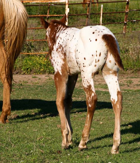 2008 colt, Charicature x The Hittress by Designated Hitter, pictured April 2008.