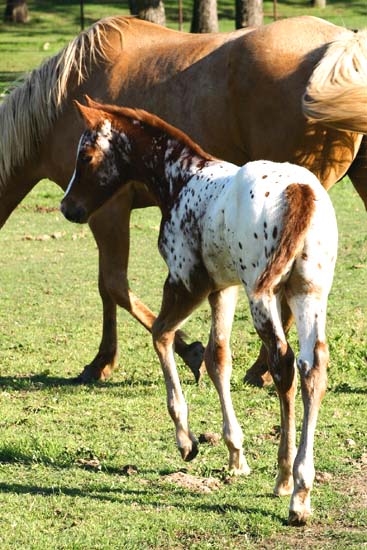 2008 colt, Charicature x The Hittress by Designated Hitter, pictured April 2008.