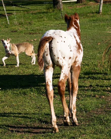 2008 colt, Charicature x The Hittress by Designated Hitter, pictured April 2008.