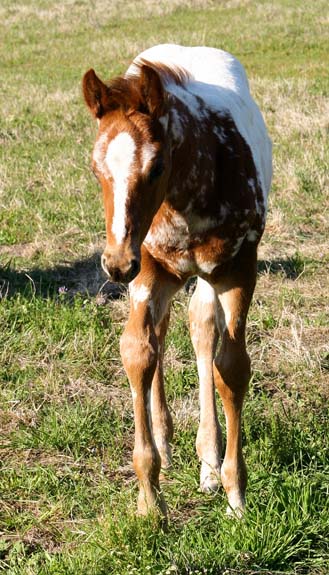 2008 colt, Illustrator x Coosa Kay by Coosa Lad (AQHA), pictured April 2008.