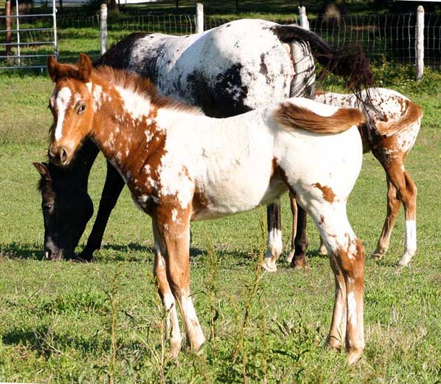 2008 colt, Illustrator x Coosa Kay by Coosa Lad (AQHA), pictured April 2008.