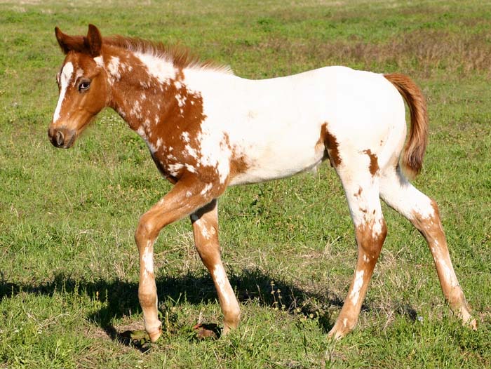 2008 colt, Illustrator x Coosa Kay by Coosa Lad (AQHA), pictured April 2008.
