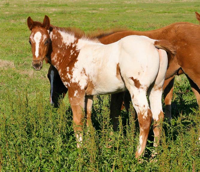 2008 colt, Illustrator x Coosa Kay by Coosa Lad (AQHA), pictured April 2008.