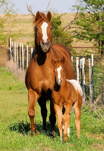 2008 colt, Charicature x Designer Debutante by Designated Hitter, pictured April 2008.