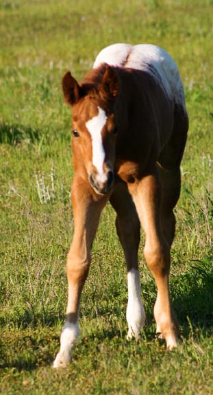 2008 colt, Charicature x Designer Debutante by Designated Hitter, pictured April 2008.