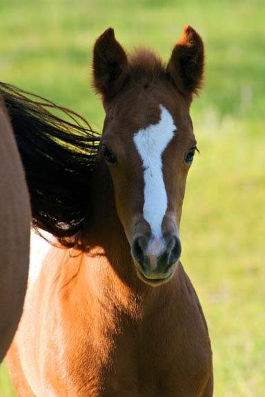 2008 colt, Charicature x Designer Debutante by Designated Hitter, pictured April 2008.