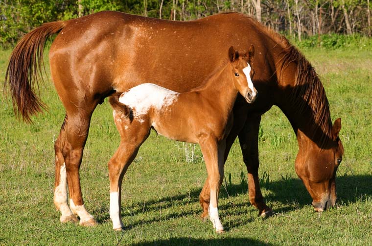 2008 colt, Charicature x Designer Debutante by Designated Hitter, pictured April 2008.
