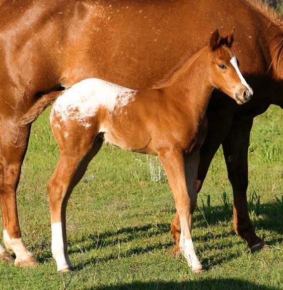 2008 colt, Charicature x Designer Debutante by Designated Hitter, pictured April 2008.