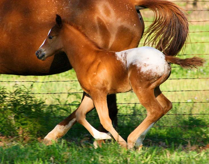 2008 colt, Charicature x Designer Debutante by Designated Hitter, pictured April 2008.