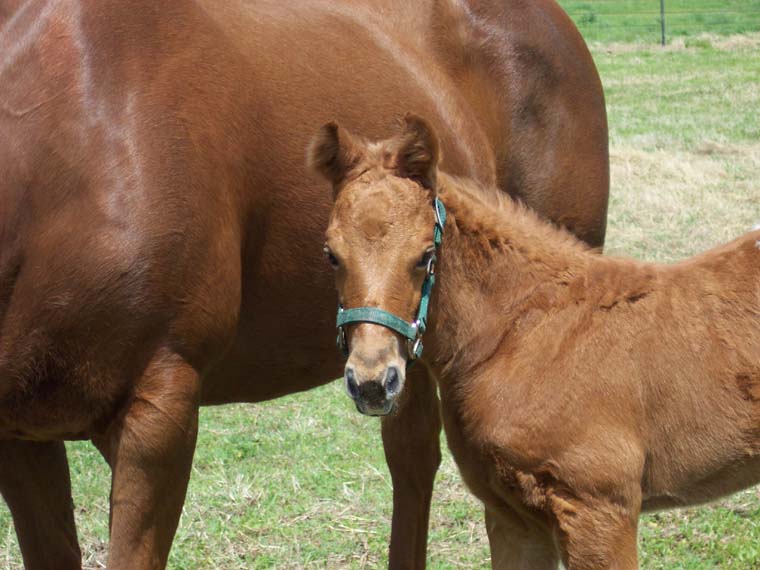 2008 filly, Charicature x Come Zip With Me, pictured April 2008.