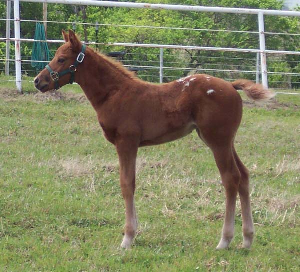 2008 filly, Charicature x Come Zip With Me, pictured April 2008.