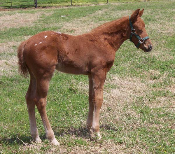 2008 filly, Charicature x Come Zip With Me, pictured April 2008.