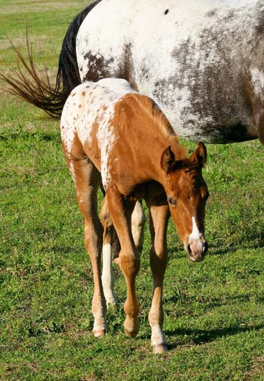 2008 filly, Invitational x Designer Invi by Mr Invitation, pictured April 2008.